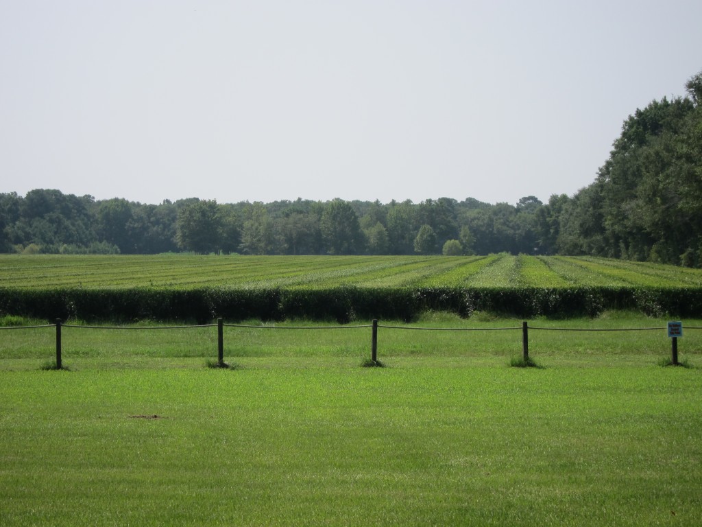 Fields of Tea